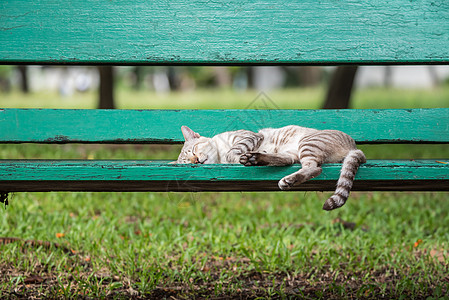 猫睡在有自然性质的公园的木椅子上花园小猫街道橙子宠物长椅哺乳动物动物猫咪虎斑图片