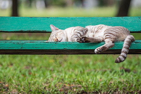 猫睡在有自然性质的公园的木椅子上宠物木头竹子橙子哺乳动物阳光太阳猫咪长椅街道图片