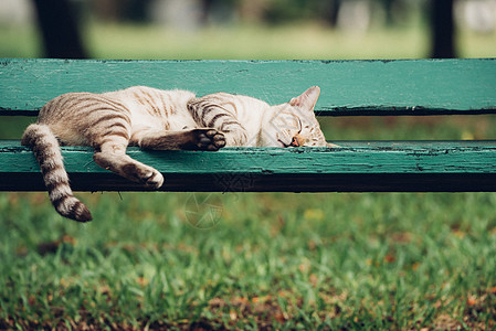 猫睡在有自然性质的公园的木椅子上街道虎斑长椅木头阳光竹子花园猫咪睡眠哺乳动物图片