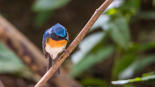 自然野生鸟类Tickell的蓝猎鸟蓝色动物群打猎滴答花斑花园荒野羽毛下体捕蝇器图片
