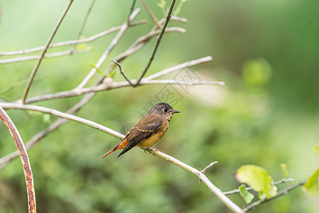 自然野生鸟类捕食者野生动物动物群花斑公园观鸟植物捕蝇器荒野橙子花园图片