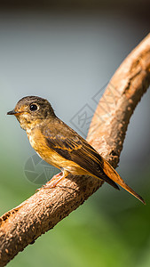 自然野生鸟类捕食者动物植物通道移民栖息野生动物荒野羽毛橙子公园图片
