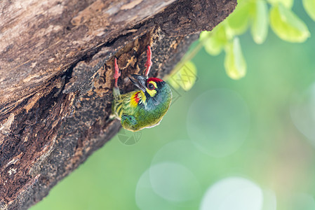 野生树上的鸟铁匠巴比栖息羽毛动物群花园观鸟红胸公园荒野恐慌植物图片
