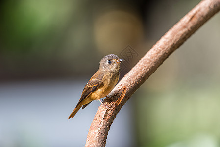 自然野生鸟类捕食者观鸟花斑花园植物栖息动物群野生动物羽毛移民橙子图片