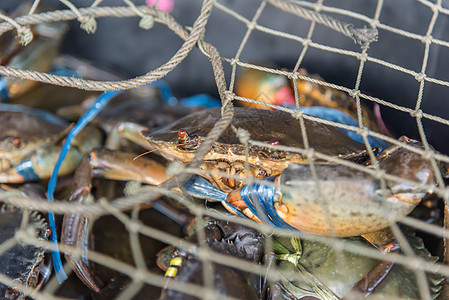 海鲜市场或街头食品新鲜生螃蟹展示零售健康店铺餐厅生活营养销售钓鱼传统图片