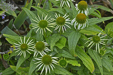 Echinacea附近的花园花朵边的绿色迷宫背景图片