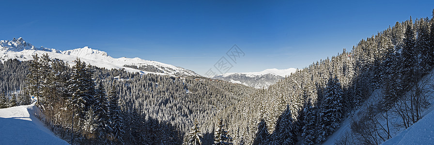 在高山山脉的冰雪覆盖山谷下 带针刺松树的全景图片