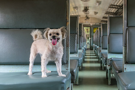 火车里这么可爱的狗狗在火车上等着旅行幸福美丽座位运输假期车辆贵宾友谊宠物微笑图片