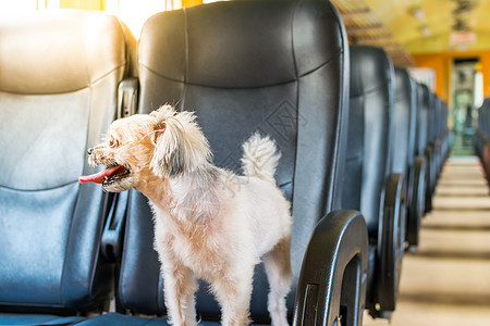 火车里这么可爱的狗狗在火车上等着旅行假期美丽朋友幸福喜悦城际贵宾椅子宠物汽车图片