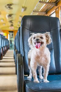 火车里这么可爱的狗狗在火车上等着旅行喜悦动物乘客座位贵宾座舱宠物运输舌头椅子图片