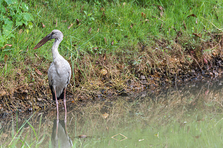 野生鸟类绿鹭热带池塘羽毛湿地环境国家动物群植物野生动物图片