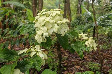 白色黄色花 俗称阿散蒂血 红旗灌木和热带山茱萸 Dona Luz 或在花园里绽放阳光图片