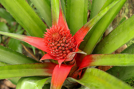 印度尼西亚巴厘岛热带凤梨科植物上生长着红叶的红菠萝花的特写 年轻的 粉红矮菠萝 生长在庭院里的热带水果收成异国情调花瓣叶子植物学图片
