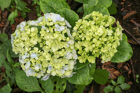 开花的黄色淡蓝色八仙花属花瓣宏观摄影 自然抽象背景 绣球花 白色和淡蓝色绣球花的特写 自然抽象背景园艺花园公园植物植物学灌木叶子图片