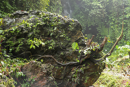 巨大的巨石覆盖着苔藓和热带植物 这棵老树的粗壮根系在岩石周围蔓延 奇怪地伸入太空 瀑布和茂密植被的背景蠕变丛林叶子锡利季节树叶地图片