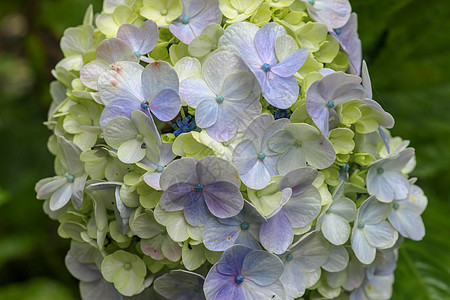 开花的黄色淡蓝色八仙花属花瓣宏观摄影 自然抽象背景 绣球花 白色和淡蓝色绣球花的特写 自然抽象背景花园叶子蓝色微距公园紫色植物学图片