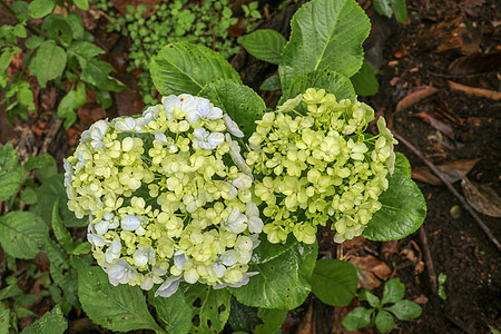 开花的黄色淡蓝色八仙花属花瓣宏观摄影 自然抽象背景 绣球花 白色和淡蓝色绣球花的特写 自然抽象背景植物群园艺紫色灌木公园花园微距图片