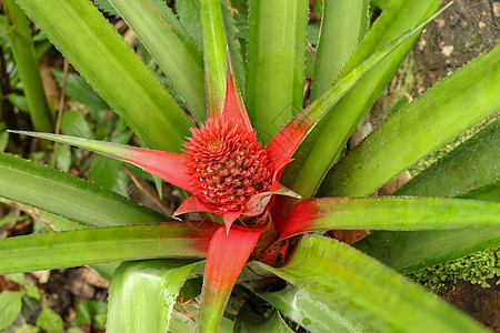 印度尼西亚巴厘岛热带凤梨科植物上生长着红叶的红菠萝花的特写 年轻的 粉红矮菠萝 生长在庭院里的热带水果树叶植物群种植园花园植物学图片