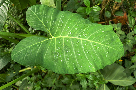 热带植物的巨大叶子 雨后在叶区形成水滴 阳光照射的象耳植物也被称为芋头和芋头生长在印度尼西亚巴厘岛的一个花园里环境树叶池塘宏观园图片