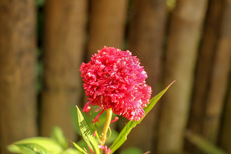 美丽的红色鸡冠花在自然背景下被隔离 红色 蓬松的特写镜头 小巷附近盛开着猩红色蓬松的鸡冠花 鸡冠花 中国羊毛花公园橙子花园季节花图片