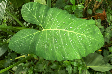 热带植物的巨大叶子 雨后在叶区形成水滴 阳光照射的象耳植物也被称为芋头和芋头生长在印度尼西亚巴厘岛的一个花园里树叶环境防水剂驱虫图片