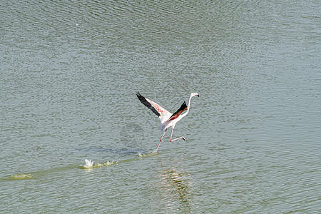 孤立的Flammingo在水上行走保护池塘水鸟栖息地移民荒野热带旅行动物园湿地图片