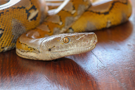 桌子边缘的头蟒蛇黄色图案 特写用于背景的蛇皮纹理 白化网纹蟒蛇的肖像 美丽的爬行动物  7月16日国际蛇日热带野生动物森林丛林动图片