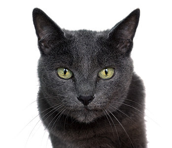 俄罗斯蓝猫灰色猫科动物宠物白色工作室肖像食肉毛皮猫咪动物图片