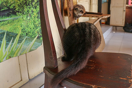 在印度尼西亚巴厘岛的一家咖啡店里 黑色雄性亚洲棕榈果子狸躺在木椅上休息 这种咖啡是世界上最昂贵的咖啡 亚洲棕榈果子狸在农场生产咖图片