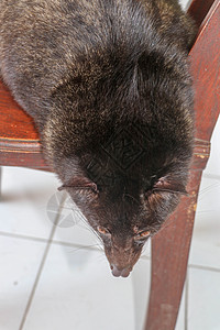 在印度尼西亚巴厘岛的一家咖啡店里 黑色雄性亚洲棕榈果子狸躺在木椅上休息 这种咖啡是世界上最昂贵的咖啡 亚洲棕榈果子狸在农场生产咖图片