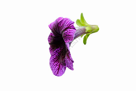 侧边看紫色的花朵 在黑色背景下切开图片