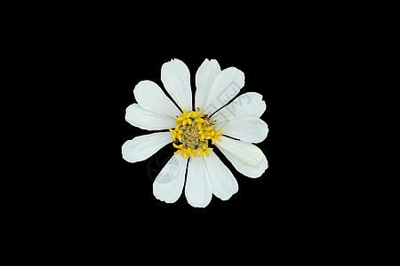 孤立的达利利亚花朵图片