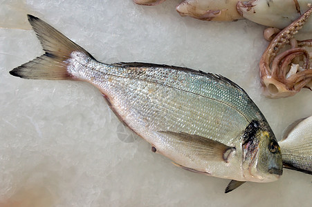 尼斯市鱼类市场托盘柜台销售鱼片美食钓鱼午餐海鲜餐厅海洋图片