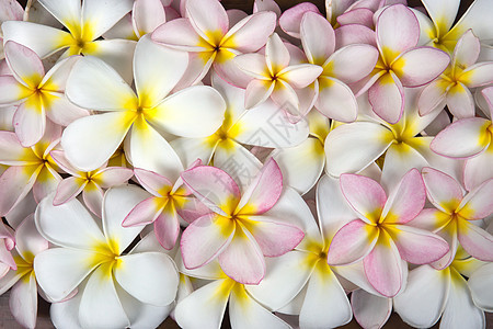 鸡蛋花背景热带植物群花瓣温泉玫瑰白色粉色植物学黄色植物图片