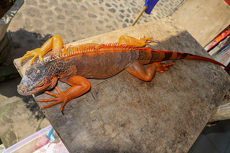 取暖在阳光下的一只大红色鬣鳞蜥的顶视图 木板上好奇的鬣蜥爬行动物的特写肖像 雄性鬣蜥在繁殖季节发育出橙色到橙红色的颜色图片