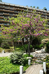摩纳哥  樱花盛开粉色绿色季节公园紫色花朵公国衬套图片