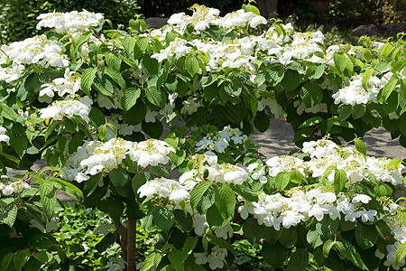 茉花花叶子花瓣园艺晴天植物香味花序雌蕊衬套植物学图片