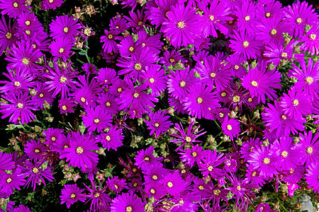紫花花背景宏观园艺植物群植物绿色季节季节性花瓣紫色花园图片