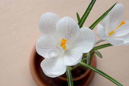 带水滴的鳄鱼花叶子花瓣疗法植物芳香白色红花图片