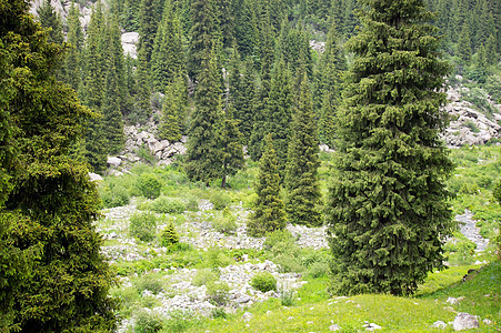 高山森林季节蓝色场景云杉忧郁树木荒野国家松树天空图片