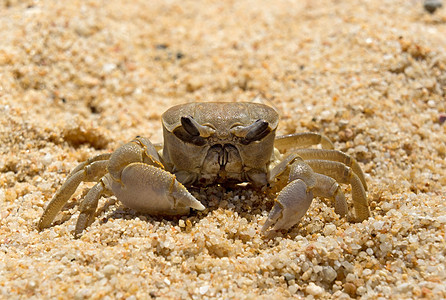 螃蟹生态动物栖息地眼睛甲壳海鲜海洋野生动物贝类海岸图片