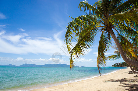 热带热带岛屿海滩晴天椰子天堂旅行娱乐支撑蓝色冲浪海岸棕榈图片