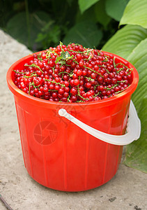 红曲线篮水果美食绿色红色白色浆果食物甜点叶子饮食图片