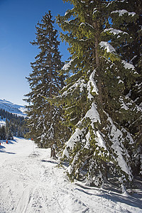 下雪时的全景 滑雪斜坡上带针叶树森林针叶树山脉云杉风景旅行爬坡道高山蓝色天空图片