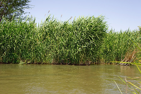 河边的Reeds图片