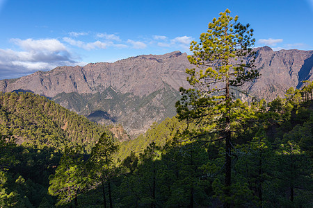国家公园的松林荒野假期树木远足环境火山口森林木头旅游风景图片