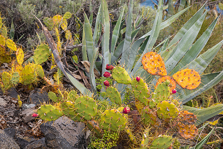 洛斯坎昆的热带仙人掌花园和黑沙滩奶奶植物园情调棕榈地标岛屿天空岩石异国支撑图片