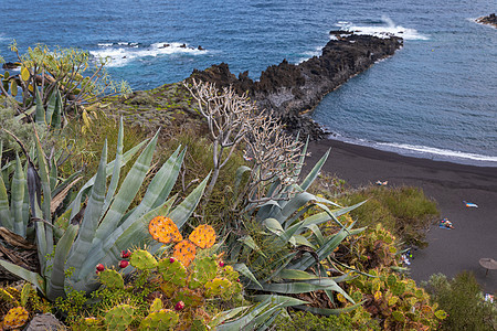 洛斯坎昆的热带仙人掌花园和黑沙滩岩石海洋海滩地标植物群岛屿天空洞穴花园支撑图片