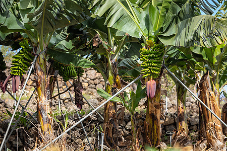 西班牙加那利岛拉帕尔马的香蕉种植园岛屿农场气候热带农业生长生产旅行场地植物图片