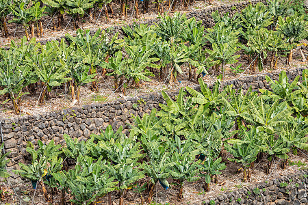 西班牙加那利岛拉帕尔马的香蕉种植园旅行植物群植物食物水果团体花园生长场地农业图片